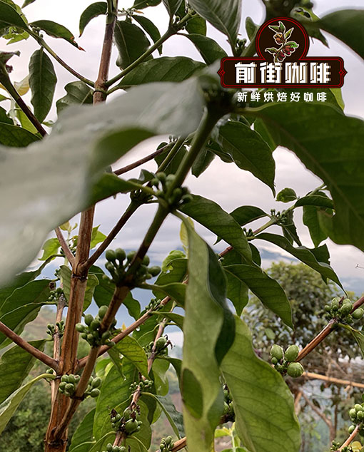 云南小粒咖啡和云南红樱桃咖啡的处理法品种冲煮参数介绍