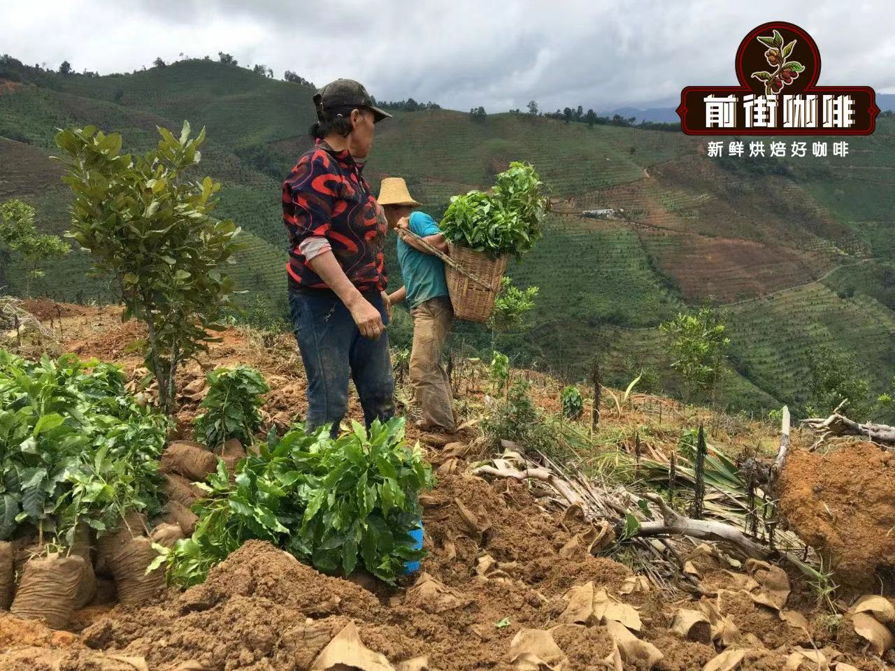 咖啡豆的生长环境是怎样的？要达到怎样的条件才能种植咖啡豆？