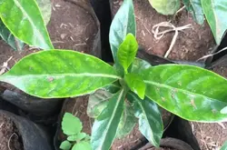 埃塞俄比亚咖啡产区 74110抗病数字品种风味特点