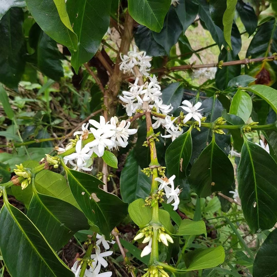 哥伦比亚咖啡豆产地区故事 蕙兰低因咖啡手冲冲煮风味特点