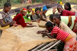 乌干达精品咖啡品种特征故事简介 乌干达咖啡豆风味口感冲泡方法建议