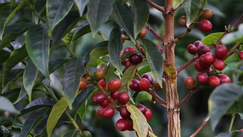 印度尼西亚爪哇产区咖啡豆果香风味介绍 爪哇品种的种植历史特点