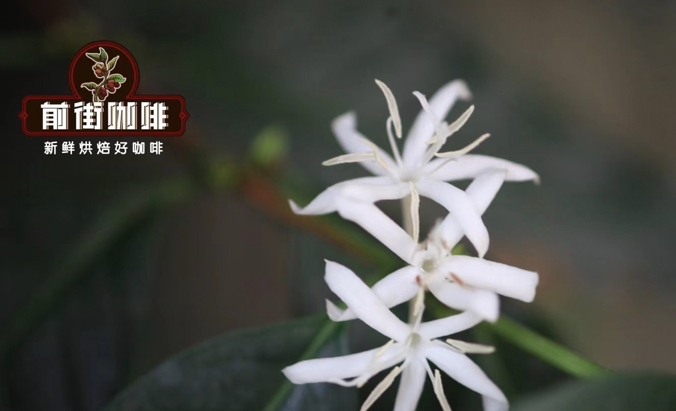 精品咖啡云南小粒手冲咖啡风味特点 云南普洱保山临沧咖啡庄园