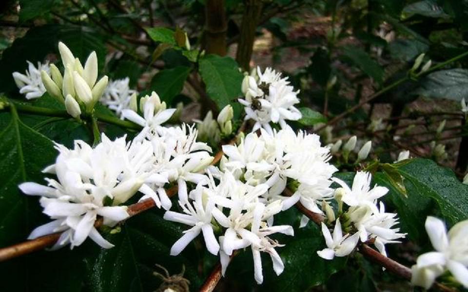 咖啡入门学基础知识点：咖啡花coffee blossoms