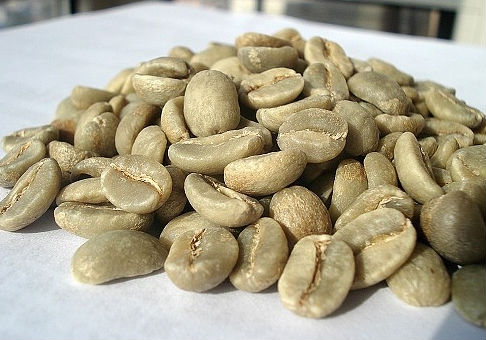 精品咖啡豆：咖啡品种之帝比卡(Typica Varietal）