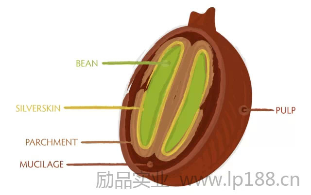 咖啡知识点：咖啡果实的解剖及蜜处理的等级介绍