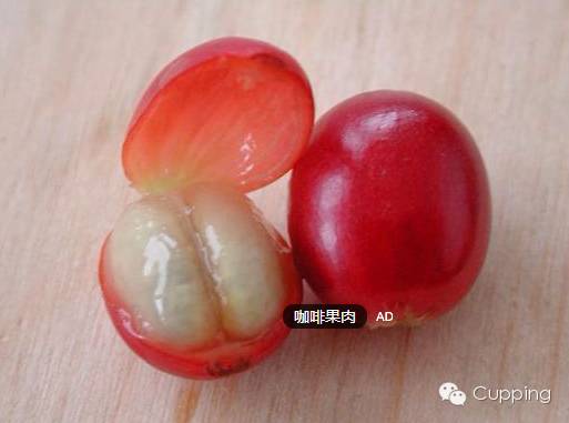 咖啡鼻子(11/12): 瑕疵组（2/3) 之发酵类 (fermented)