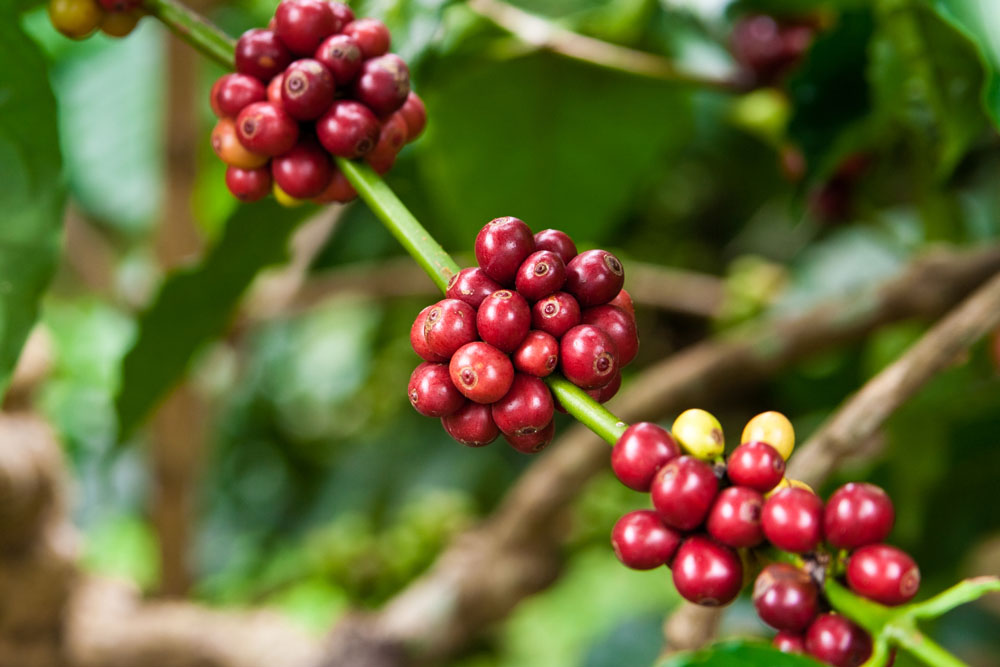 世界精品咖啡豆：苏门答腊曼特宁(Sumatran Mandheling)的介绍