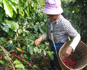 中国咖啡种植园介绍：探密云南咖啡种植园 解密神奇的果子