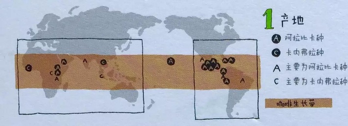 咖啡的特殊秘密 图文讲解让你一分钟了解咖啡豆的基础知识