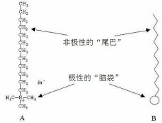 咖啡拉花中的流体力学