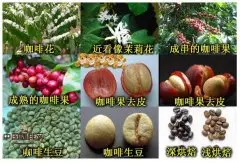 图解咖啡豆的诞生,你知道么?