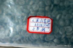 咖啡豆图片 云南咖啡品种 卡蒂姆生豆