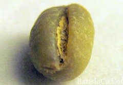 牙买加蓝山园豆生豆Mavis bank Peaberry