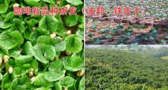 云南后谷咖啡种植园