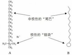 花式咖啡拉花怎么做入门教学流体力学原理手法