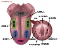 品尝咖啡感官训练基础知识