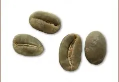 特比卡咖啡豆图片(Typica)