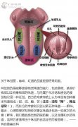 味觉图，咖啡、红酒的品鉴里面经常用到