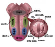 精品咖啡学 分享一张漂亮的味觉图