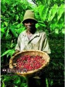 精品咖啡文化常识 哥伦比亚的咖啡文化