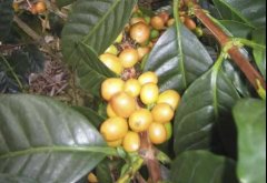 咖啡豆的咖啡品种分类 帕卡马拉(Pacamara)