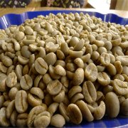 精品咖啡常识知识概念分享 常见咖啡的种类和特性特点口感
