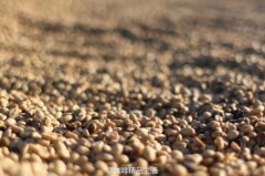 精品咖啡豆基础常识 咖啡豆的成分