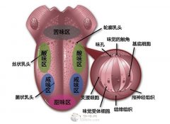 咖啡常识 知道哪里是品尝咖啡苦味的吗？