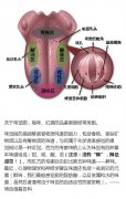 品尝咖啡感官训练基础知识 舌头味觉区域分布图