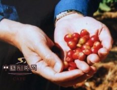 精品咖啡文化 红咖啡与青咖啡的故事