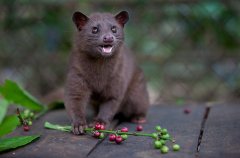 世界最贵咖啡“猫屎咖啡”的制造过程