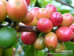 虹吸式咖啡器具冲泡咖啡方法 咖啡常识