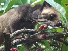 全球最昂贵的咖啡 猫屎咖啡