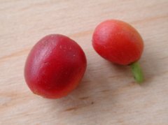埃塞俄比亚耶加雪菲 精品咖啡豆常识