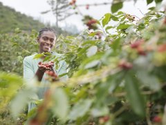 牙买加蓝山咖啡豆等级分类知识简介  蓝山咖啡豆是什么品种介绍