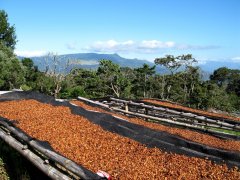 世界各国咖啡豆种类 咖啡基础常识