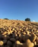 咖啡豆的加工 精品咖啡豆基础常识