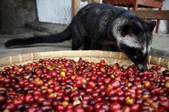 麝香猫咖啡 产于印尼世界最贵咖啡的一种