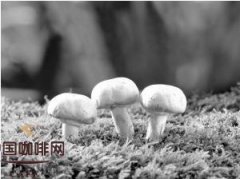 环保与饮食小知识：咖啡渣种蘑菇