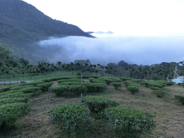 蓝山咖啡 牙买加蓝山的咖啡豆的历史  蓝山风味咖啡  蓝山的咖啡