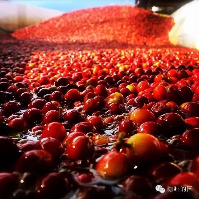 肯尼亚  肯尼亚咖啡 肯尼亚咖啡豆  肯尼亚咖啡的风味 　