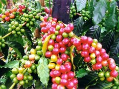 精品咖啡豆介绍——非洲肯尼亚咖啡豆 肯尼亚咖啡特点 肯尼亚咖啡
