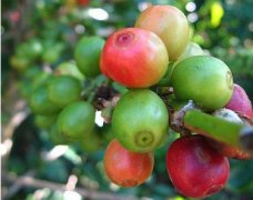 精品咖啡豆知识——巴拿马瑰夏咖啡 瑰夏咖啡特点 瑰夏咖啡独特风