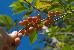 夏威夷科纳优质精品咖啡介绍 夏威夷科纳精品咖啡口感特点 夏威夷