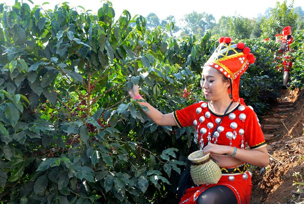 中国云南咖啡的注意产地介绍 云南三大咖啡产区保山思茅普洱的特点