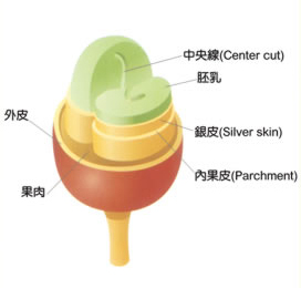 咖啡果实究竟是什么样子的咖啡生豆咖啡果实是什么样子