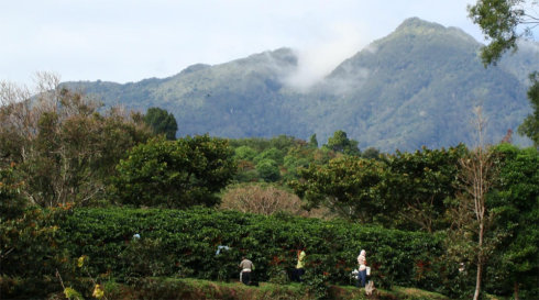 咖啡豆巴拿马艾利达庄园 蜜处理日晒 日晒Panama Elida 熟豆