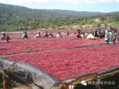 咖啡豆日晒、半日晒、水洗以及蜜处理风味特点详解