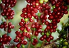 味道芳香而酸度较小，让人忆起中美洲的咖啡豆 南非咖啡 咖啡风味